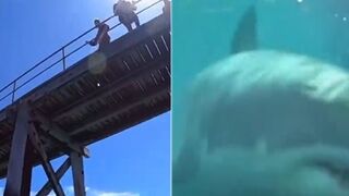Guy Jumps into Water to Fetch his Fishing Pole.... Turns into Shark Attack!