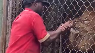 Tourist Loses a Couple Fingers by Male Lion while Little Girls Record