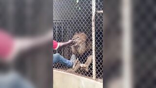 Tourist Loses a Couple Fingers by Male Lion while Little Girls Record