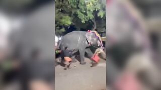 Entire Town tries to Stop Poor Giant Elephant. Leave Him Alone WTH