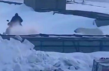 This guy was almost eaten alive by a polar bear
