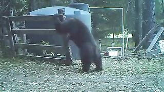 Bear rolls on floor in pain after cable snaps and hit him in the balls