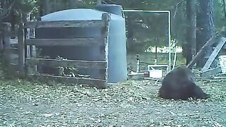 Bear rolls on floor in pain after cable snaps and hit him in the balls