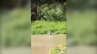 Indonesia: Dead Man Fishing: Hysterical People watch Croc Caught in Net. Eats Every piece of the Man (Watch Both Angles)
