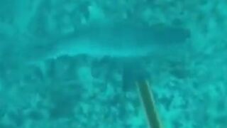 Diver Taunts a Shark and Loses Half of His Diving Suit and More