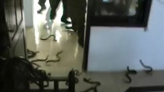 Man Releases Venomous Snakes in Courtroom to Protest (Watch until End)