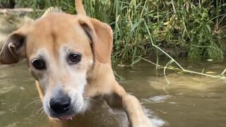 my dog conquering her phobia of water