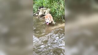 my dog conquering her phobia of water