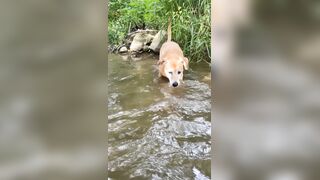 my dog conquering her phobia of water