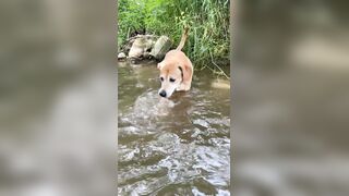 my dog conquering her phobia of water