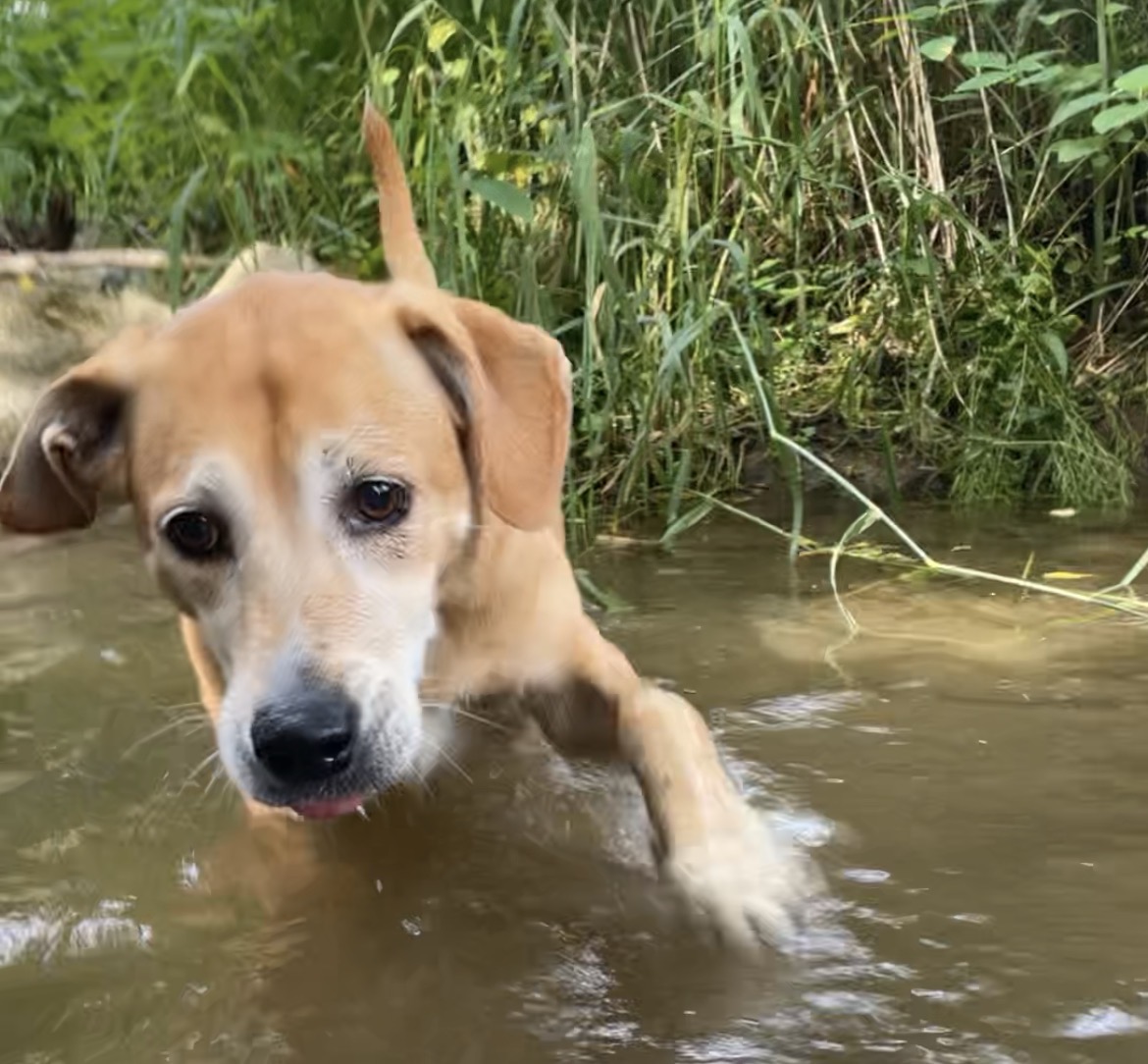 my dog conquering her phobia of water