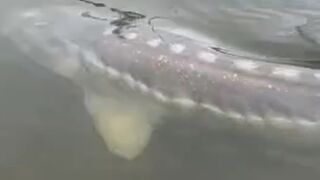 BIG ASS STURGEON FISH looks like a Whale