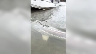 BIG ASS STURGEON FISH looks like a Whale