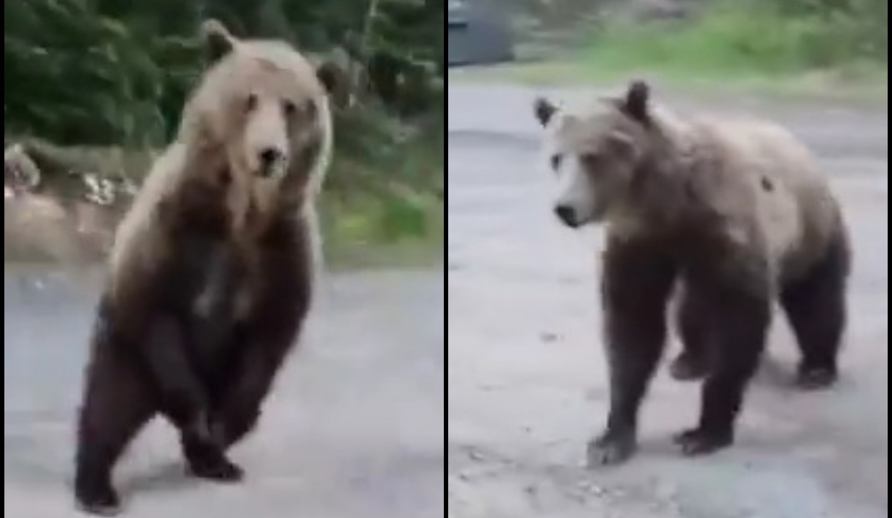 woman comes face-toface with massive grizzly bear while hiking with her dog in CANADA