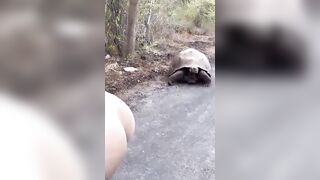 Big Tortoise thinks her Big Booty is a Predator