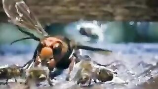 REVENGE: Group of Bees Take on a Giant Hornet for Eating one of Them