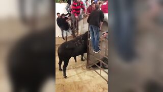 Kid just Tryin to Help out getting the Bull back Inside