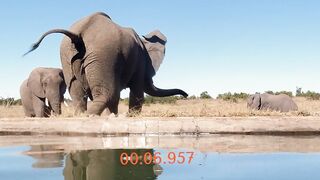 7 second Elephant Fart