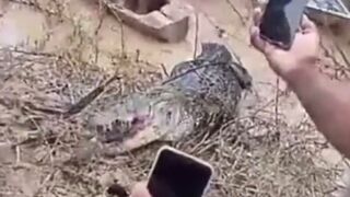 Villagers Kill a Giant Black Caiman Gator after it Attacked a Person...then they Ate It (See Info)