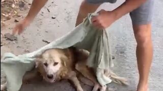 The World had Given Up on this Dog...until a Good man Did This..