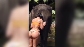 This Elephant found his Soul Mate, He can Rest his Trunk right on Her Booty