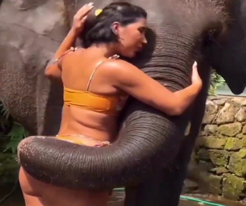 This Elephant found his Soul Mate, He can Rest his Trunk right on Her Booty