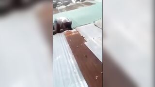 Girls Fighting on Roof of a Poorly Built Building Fall right on Through