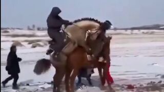 When the Horses want to Play, you Better Get Away..