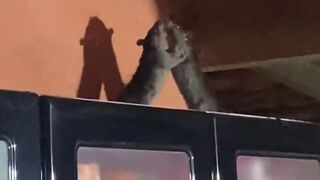 Man captures Epic Violent Rat Fight atop his Kitchen Cabinet (Brazil)