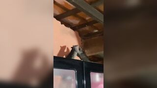Man captures Epic Violent Rat Fight atop his Kitchen Cabinet (Brazil)