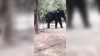 Giant Elephant with Man on his Back Tramples the Man's 17 YO Son to Death (See Info)