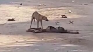 Wild Dogs Eating Rotting Human Bodies in Africa..