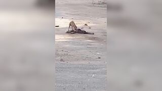 Wild Dogs Eating Rotting Human Bodies in Africa..