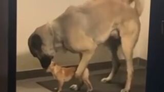 This Poor Dog is Trying as hard as He Can