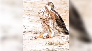 Bird about to Kill Snake gets the Tables Turned on Him Quickly..
