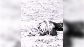 Bird about to Kill Snake gets the Tables Turned on Him Quickly..
