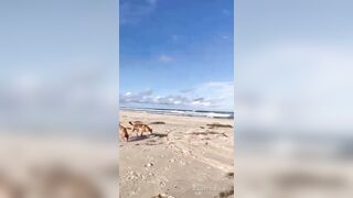Dingo Commits Sexual Assault