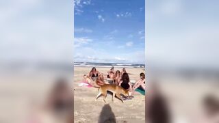 Dingo Commits Sexual Assault