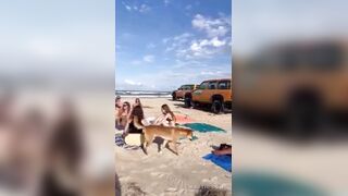 Dingo Commits Sexual Assault