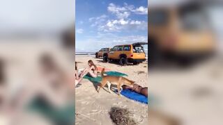 Dingo Commits Sexual Assault