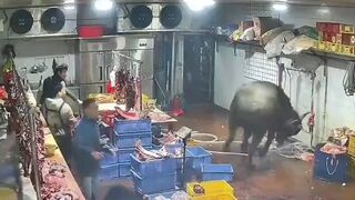 Awesome Video of Bull getting Violent Revenge when He Escapes in a Slaughterhouse