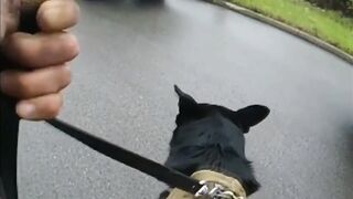 'Release the Hounds' Cops Force Police Dog to Attack Innocent Man.