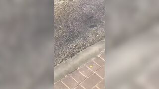 Fish Swimming in the Streets of Dubai after Flooding from Torrential Rain