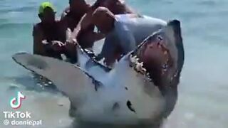 Awesome Video Shows People on a Beach Save a Stranded Shark (Florida)