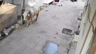 Man decides to Beat a Large Bull on his Property....