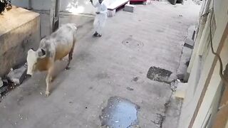 Man decides to Beat a Large Bull on his Property....