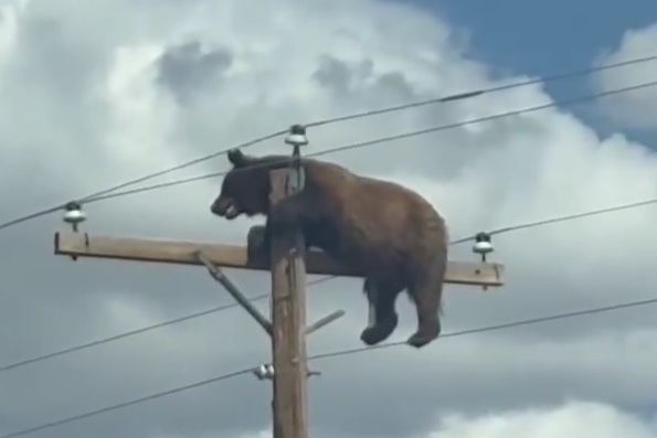Not your average 911 call…