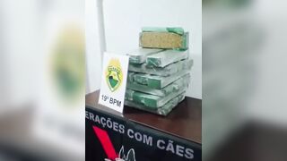 Proud Heroic Dog in Brazil shows Off Large Shipment of Drugs he Found