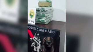 Proud Heroic Dog in Brazil shows Off Large Shipment of Drugs he Found