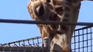 You Dirty Giraffe You! And in Front of the Kids?!